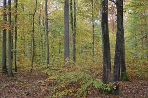 View into the deciduous forest