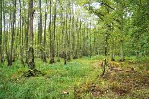 View into a deciduous forest with grass-covered forest floor