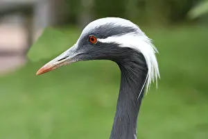 Side view of a Demoiselle Crane (Anthropoides virgo)
