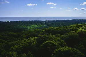 View of dense green forest in the foreground and wide blue of the Baltic Sea in the background with few clouds