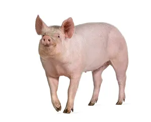 Side view of a Domestic pig, isolated on white