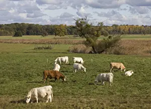 View from the dyke into the Elbe floodplain with cows