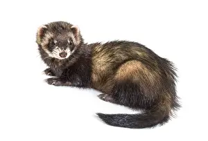 Back view of a European polecat looking back