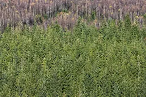 View over european spruce (Picea abies) and birches (Betula) in autumn