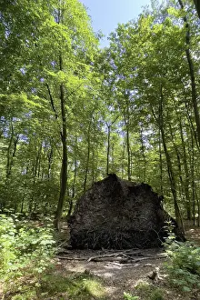 View of exposed torn roots of storm toppled fallen tree with shallow shallow root system short tree roots lies in mixed