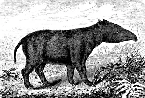 Side view of extinct Paleotherium magnum, lived in the Eocene and Oligocene of the earth's history, palaeontology, reconstruction of a skeleton, mammal, trunk, nature, Neolithic, biology, evolution, historical illustration 1880