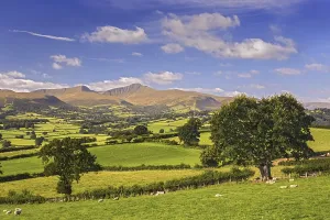 Framed Print : View of farmland with sheep grazing and hills in the distance