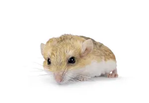 Front view of Fat tailed gerbil aka Pachyuromys duprasi