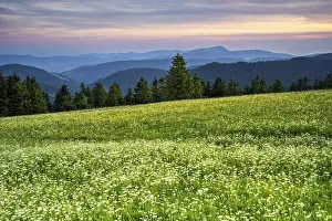 View from Feldberg on a landscape with flower meadow