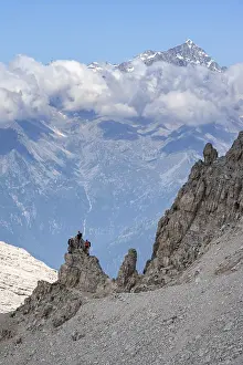View through a flock of Cima Presanella