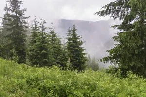 View of a foggy mountain slope with dense coniferous forest