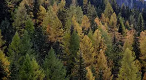 Top view of forest in autumn. Green and yellow pine tree