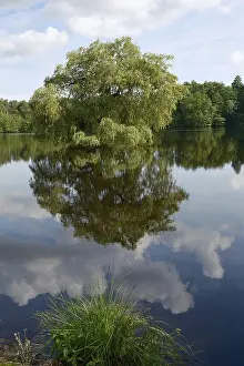 View of a forest lake with a tree on a small island