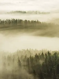 View of forest with morning mist and sunrays