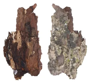 The top and bottom view of a fragment of aspen tree rotten bark with a colony of growing forest lichen