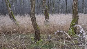 View of frozen grasses and birch trees covered with moss in the forest