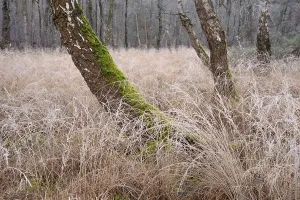 View of frozen grasses and birch trees covered with moss in the forest
