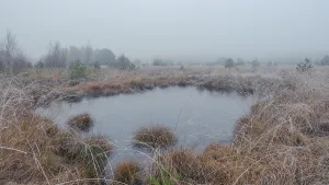 View of a frozen pond in the moor with hoarfrost frozen vegetation