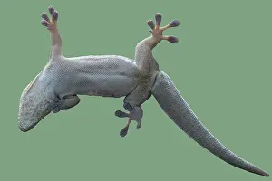 Bottom view of a gecko. Standing's day gecko