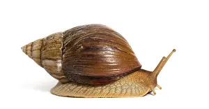 Side view of Giant African land snail