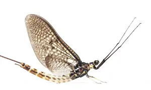 Side view of a green drake mayfly, Ephemera danica