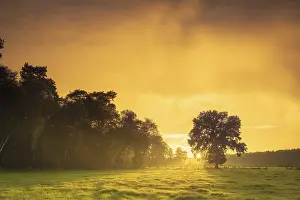 View over green meadows to a tree at the edge of a forest with an intense sunset
