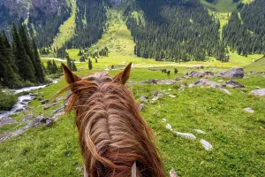 View over green valley and mountains from the horse back