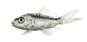 Side view of a grey koi isolated on white