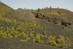 Category Mountain Landscapes Prints: View along the hiking trail to the volcano Martin