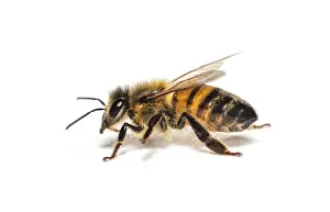 Side view of a Honing bee, apis mellifera