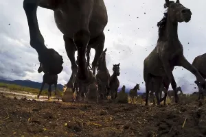 A view from below on the hooves of horses