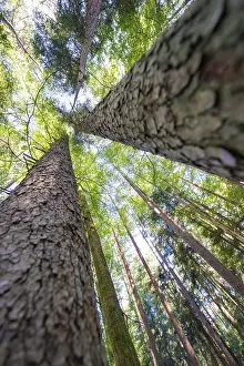 View from below of imposing tree trunks in the forest