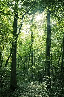 Bottom view of impressive spruce trees in the forest