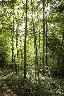 Bottom view of impressive spruce trees in the forest