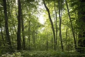 Bottom view of impressive spruce trees in the forest