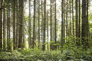 Bottom view of impressive spruce trees in the forest