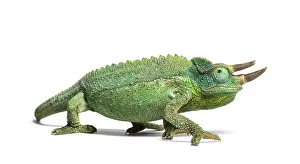 Side view of a Jackson's horned chameleon walking