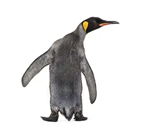 Back view of a king penguin isolated on white