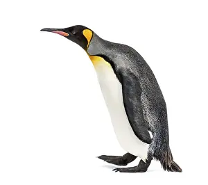 Side view of a king penguin walking