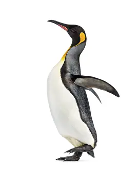 Side view of a king penguin walking