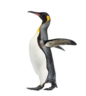 Side view of a king penguin walking