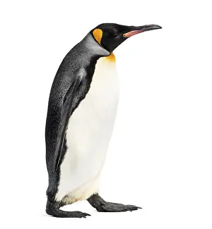 Side view of a king penguin walking