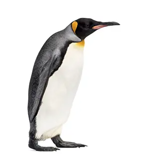 Side view of a king penguin walking