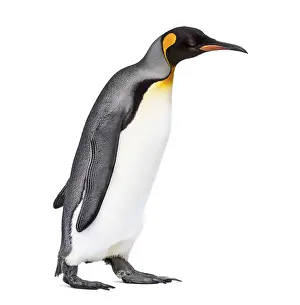 Side view of a King penguin walking