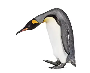 Side view of a King penguin walking