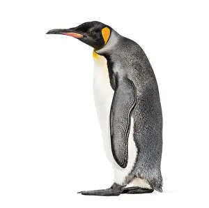Side view of a King penguin walking