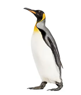 Side view of a King penguin walking