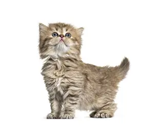 Side view of Kitten British longhair looking up
