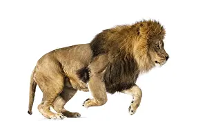 Side view of a lion jumping, isolated on white