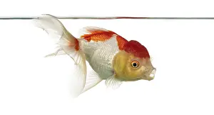 Side view of a lion's head goldfish isolated on white<br> Side view of a lion's head goldfish isolated on white